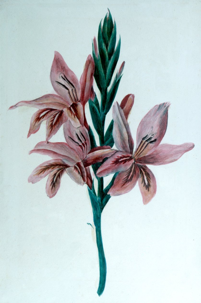 Glaieul Gladioli, 1800-tallet. av George Sand