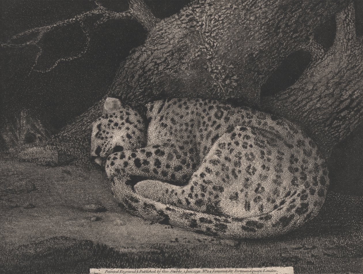 En sovende leopard av George Stubbs