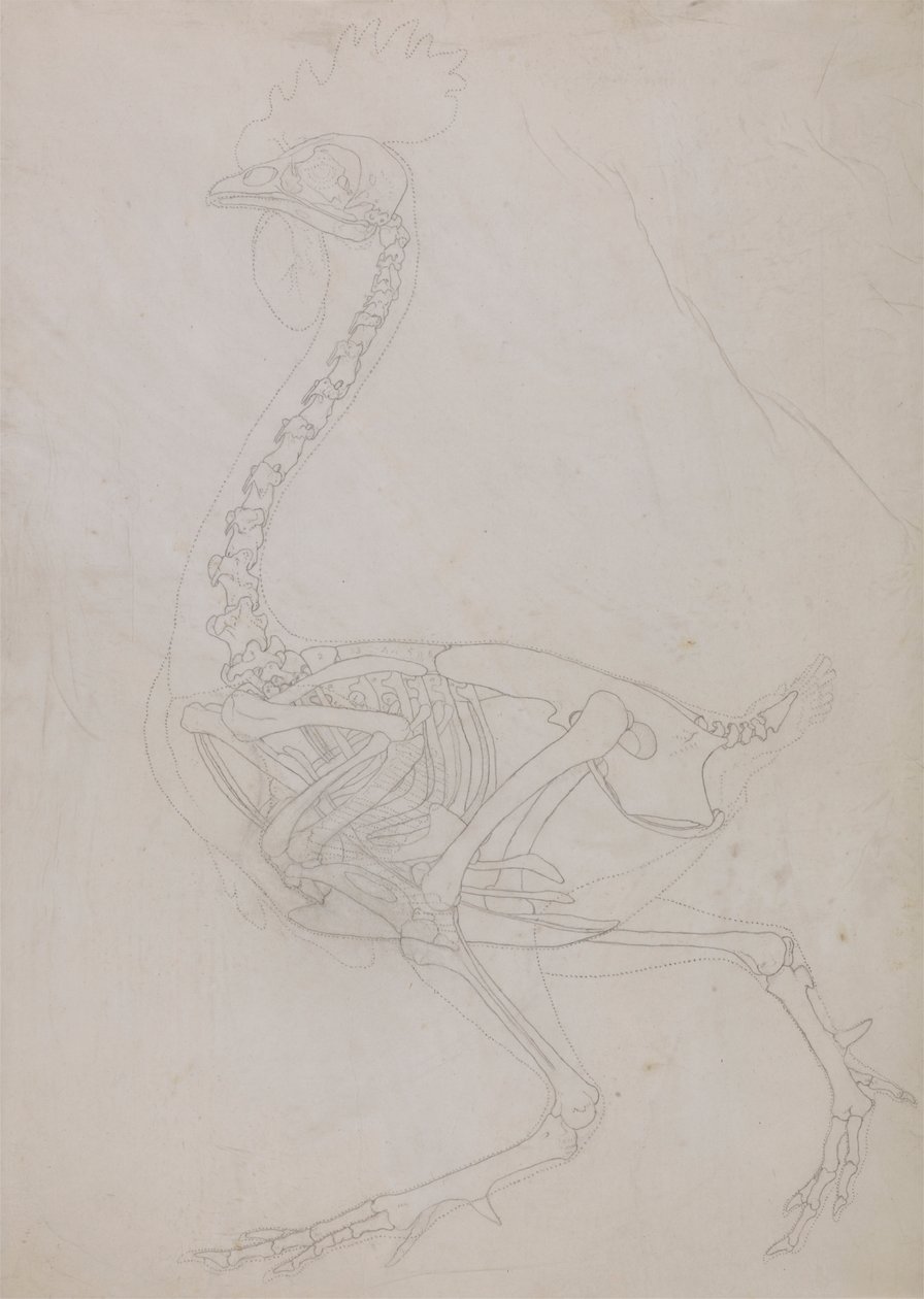 Fowl Skeleton, Lateral View (konturtegning) av George Stubbs
