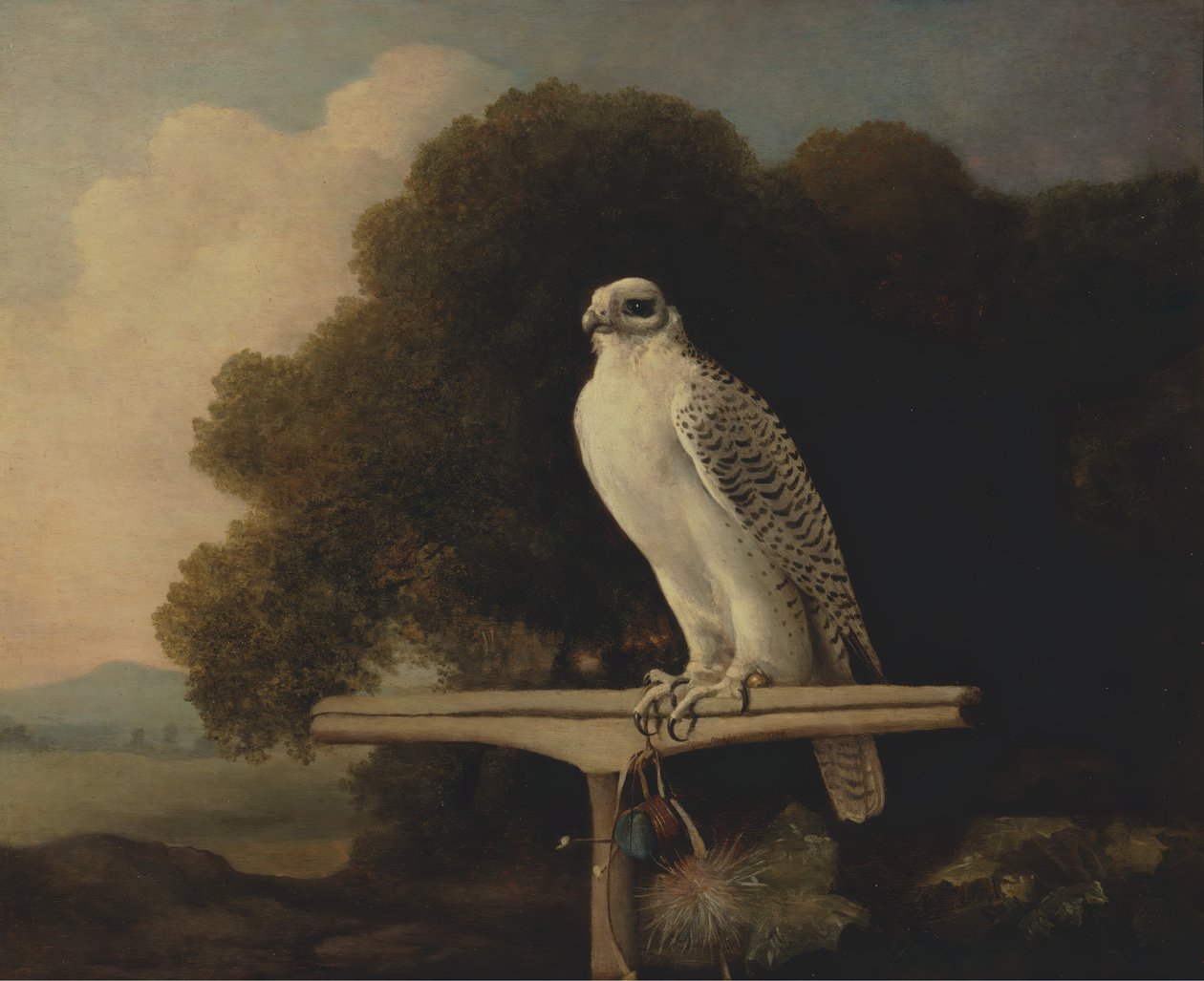 Grønlandsfalk, Gyrfalk, 1780. av George Stubbs