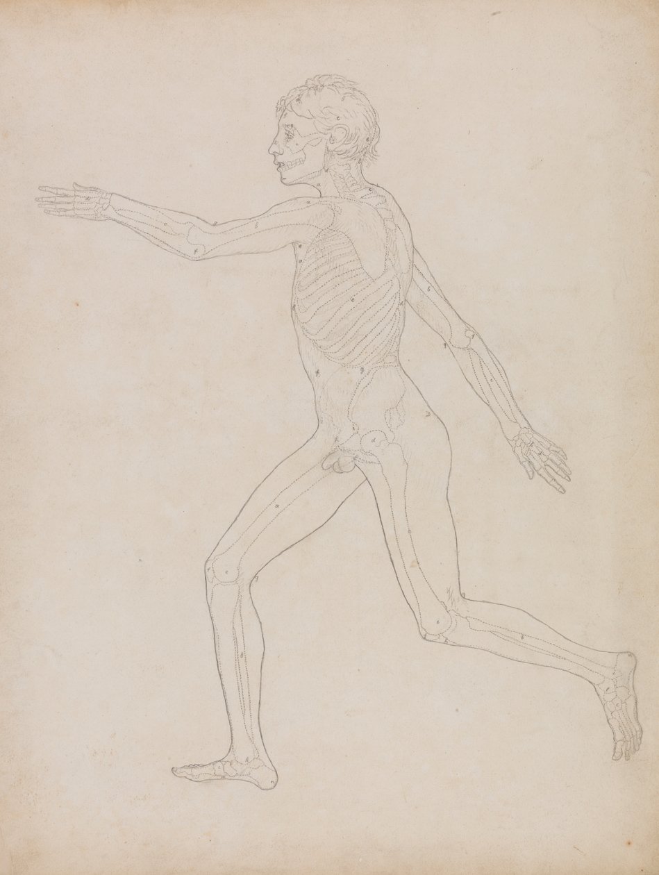 Menneskeskikkelse, sidevisning av George Stubbs