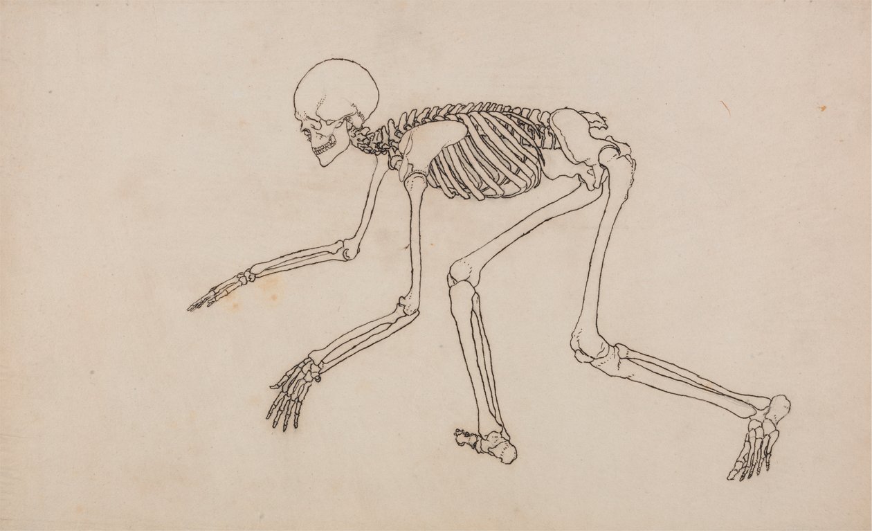 Menneskeskjelett, sidevisning av George Stubbs