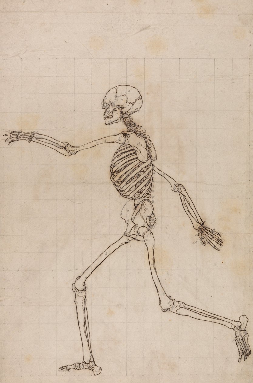 Menneskeskjelett, sidevisning av George Stubbs