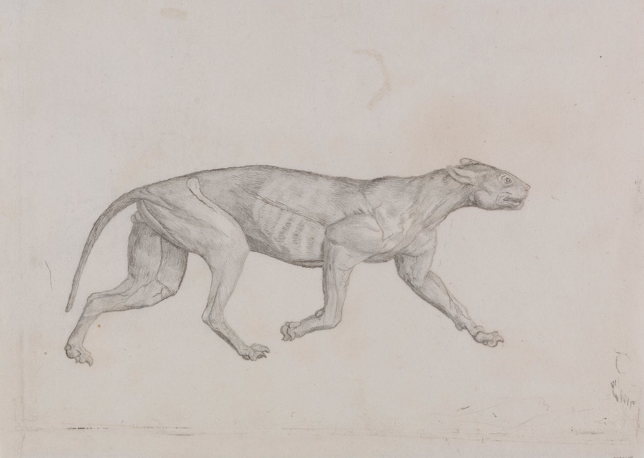 Leopardkropp, sett fra siden av George Stubbs