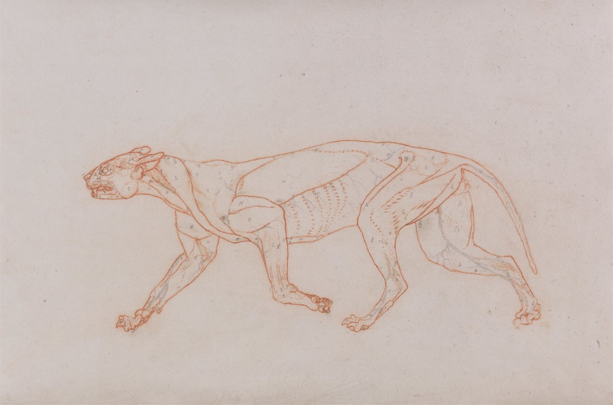 Leopardkropp, sett fra siden av George Stubbs