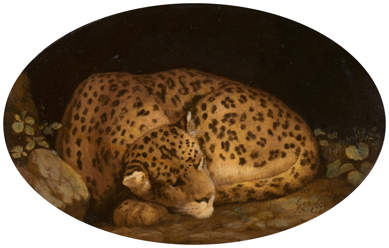Sovende leopard, 1777. av George Stubbs