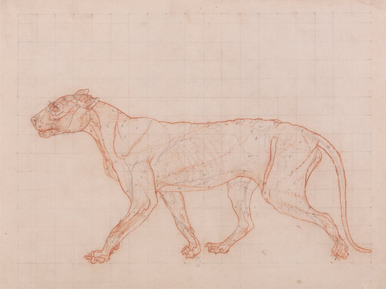 Tigerkropp, sett fra siden av George Stubbs