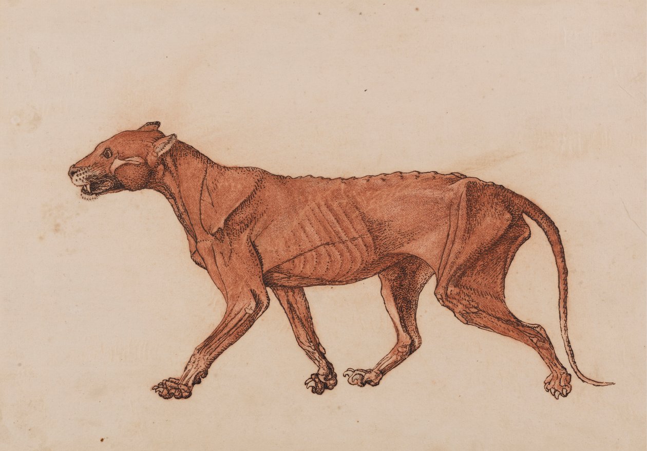 Tigerkropp, sett fra siden av George Stubbs