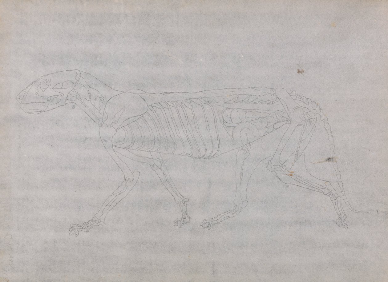 Tigerkropp, sett fra siden av George Stubbs