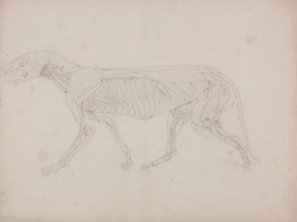 Tigerkropp, sett fra siden av George Stubbs