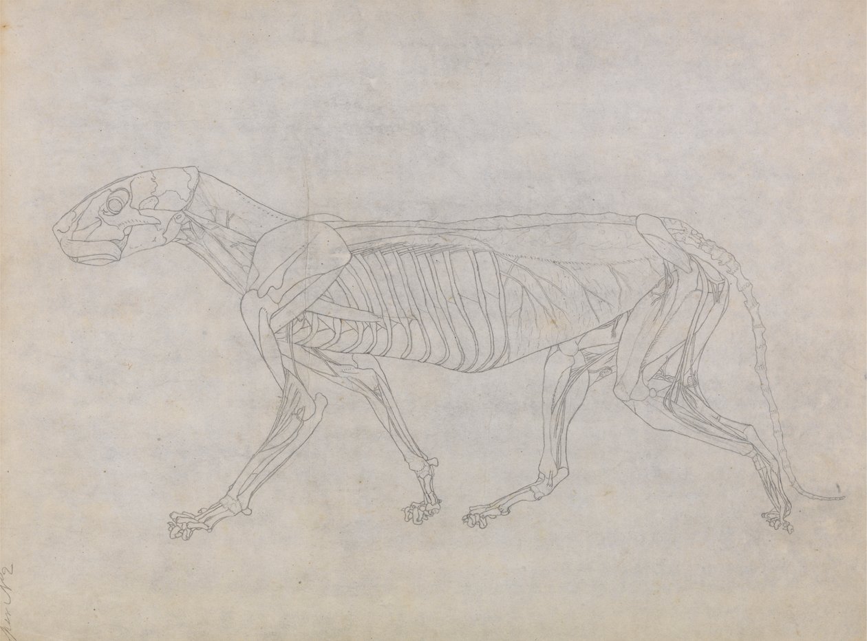 Tigerkropp, sett fra siden av George Stubbs