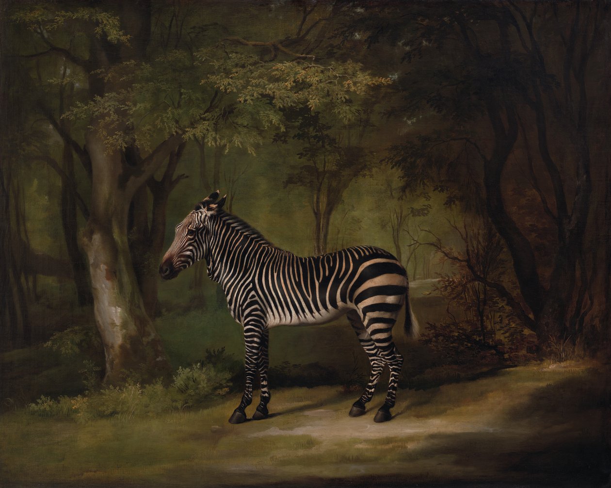 Zebra, utstilt 1763. av George Stubbs