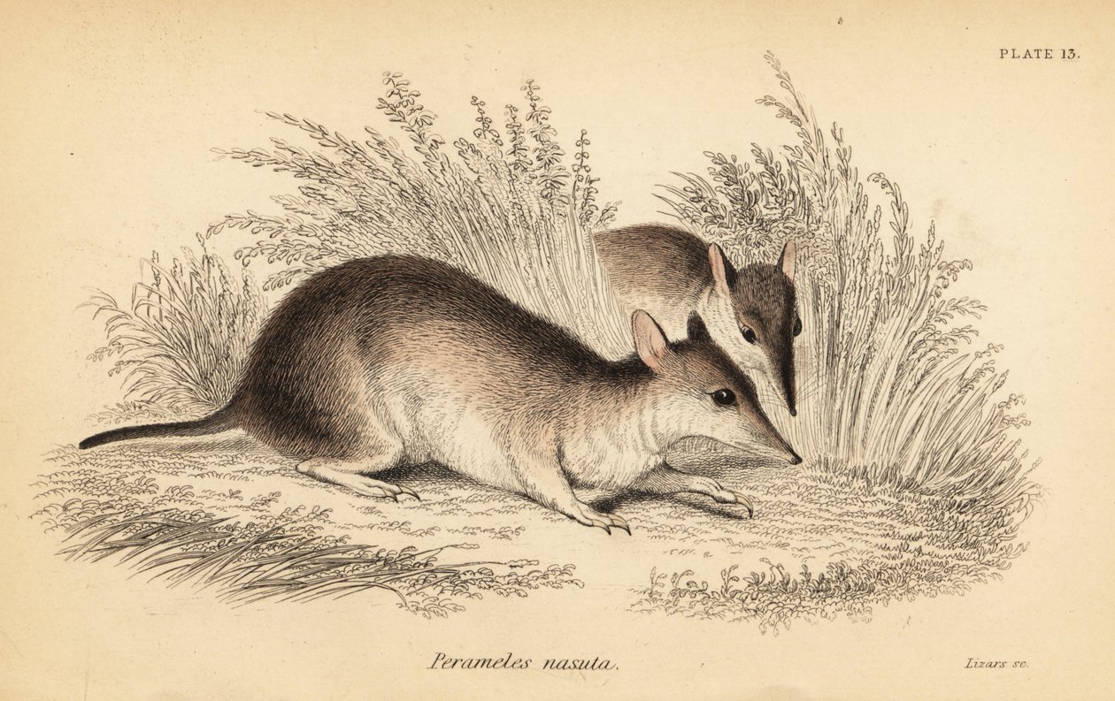 Langneset bandicoot, Perameles nasuta., 1841 (gravering) av Georges Robert Waterhouse