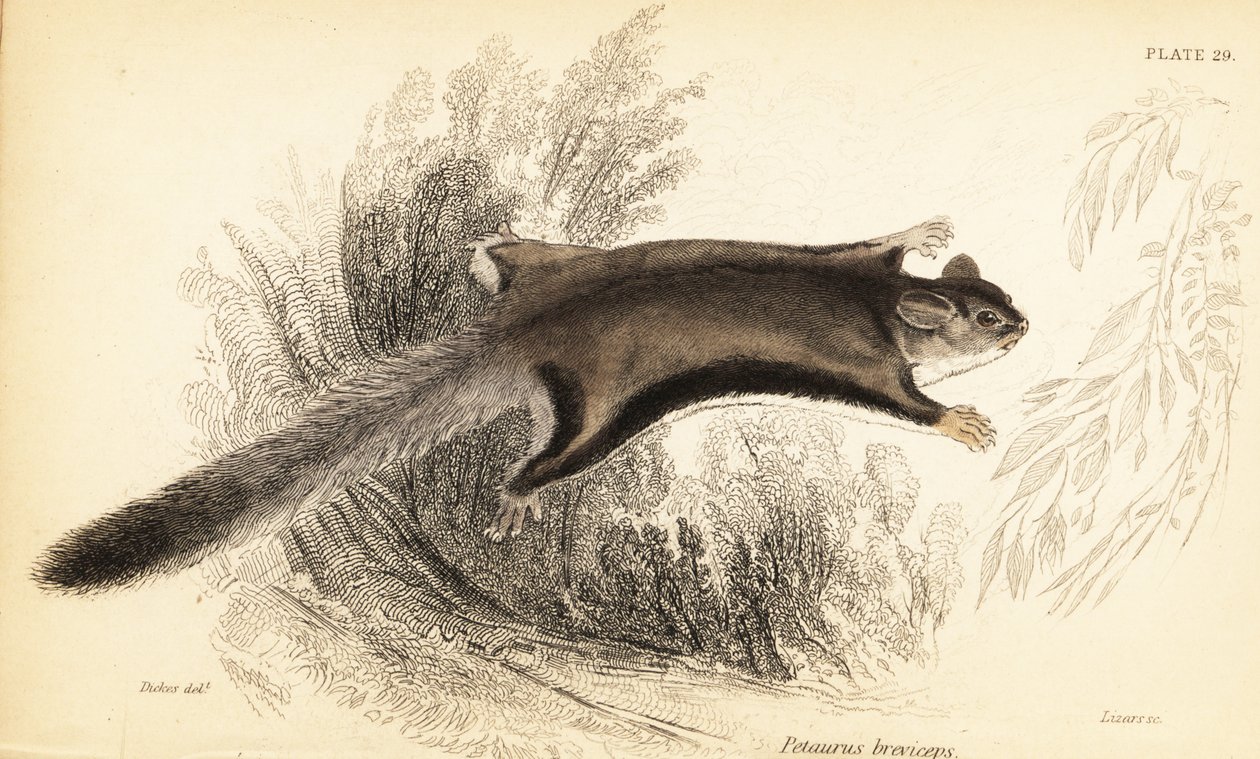 Sukkerglider, Petaurus breviceps., 1841 (gravering) av Georges Robert Waterhouse