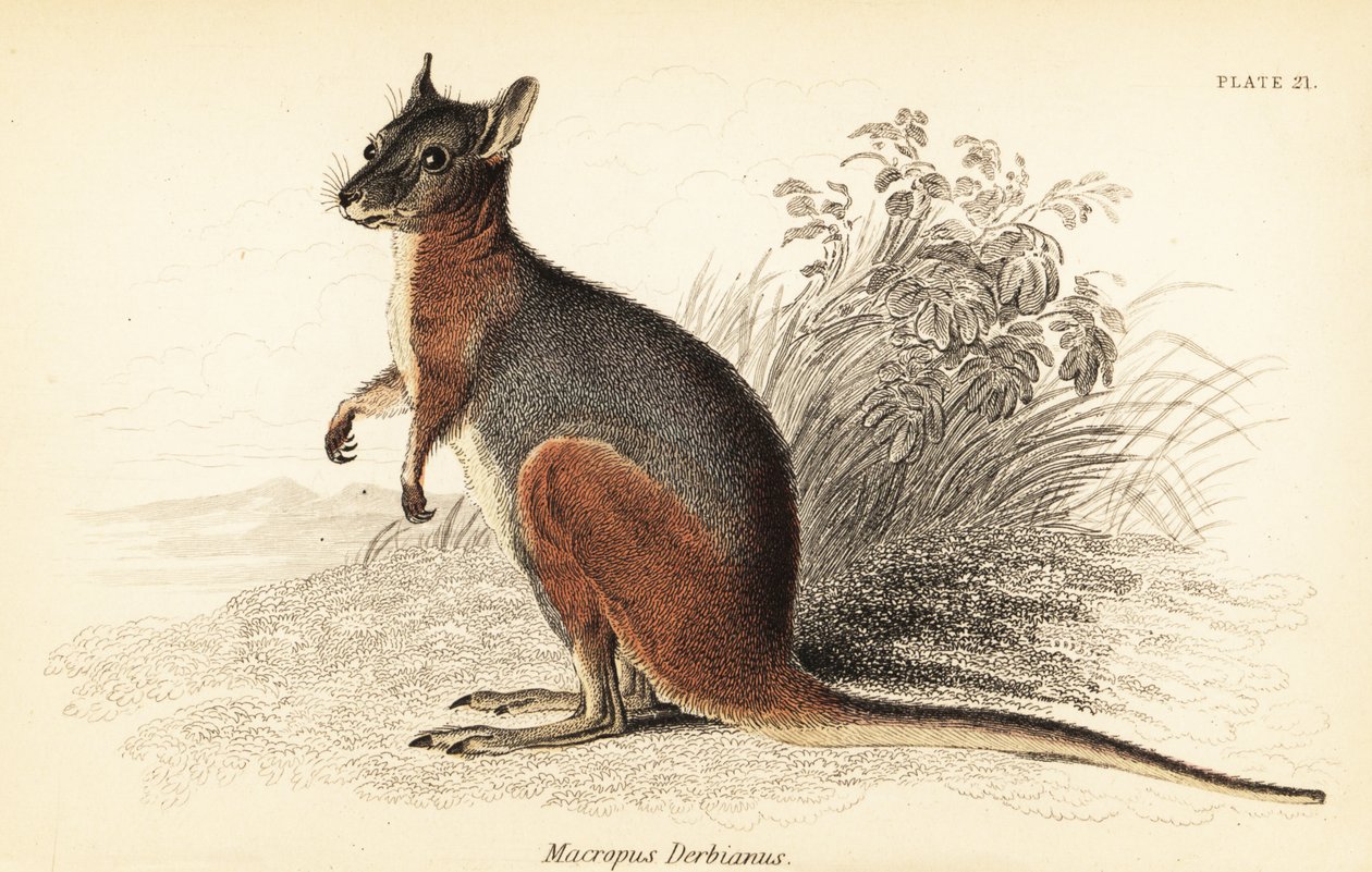 Tammar wallaby, Macropus eugenii., 1841 (gravering) av Georges Robert Waterhouse