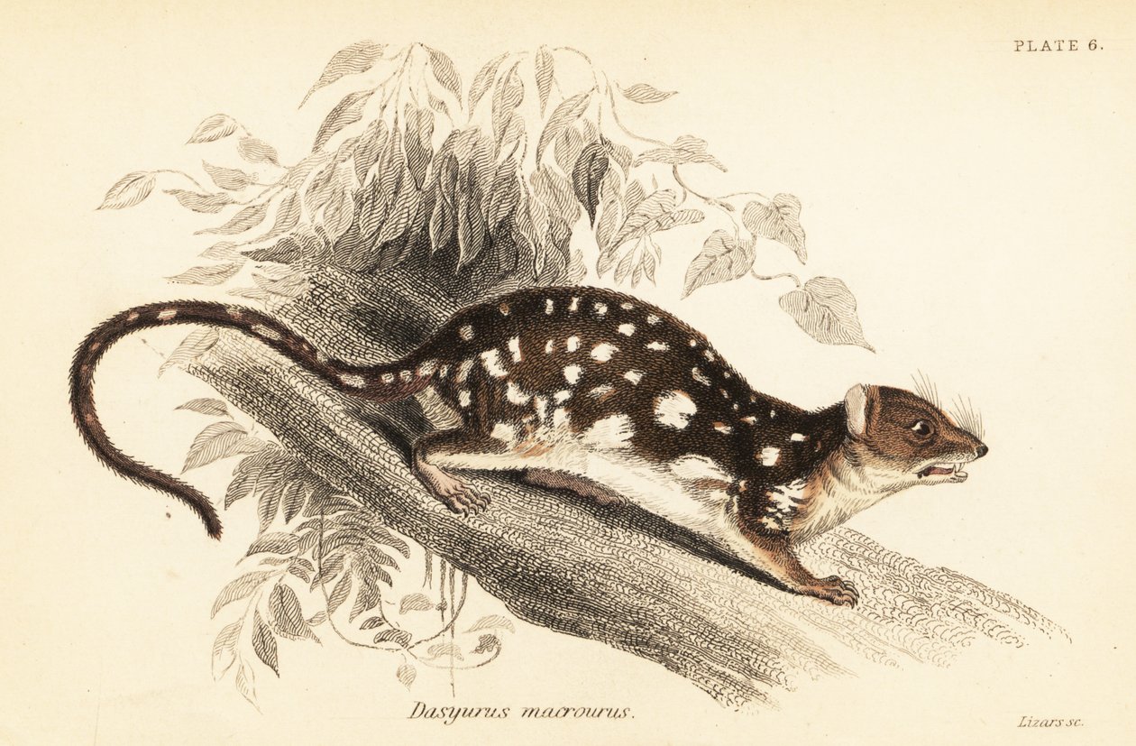 Tiger quoll, Dasyurus maculatus., 1841 (gravering) av Georges Robert Waterhouse