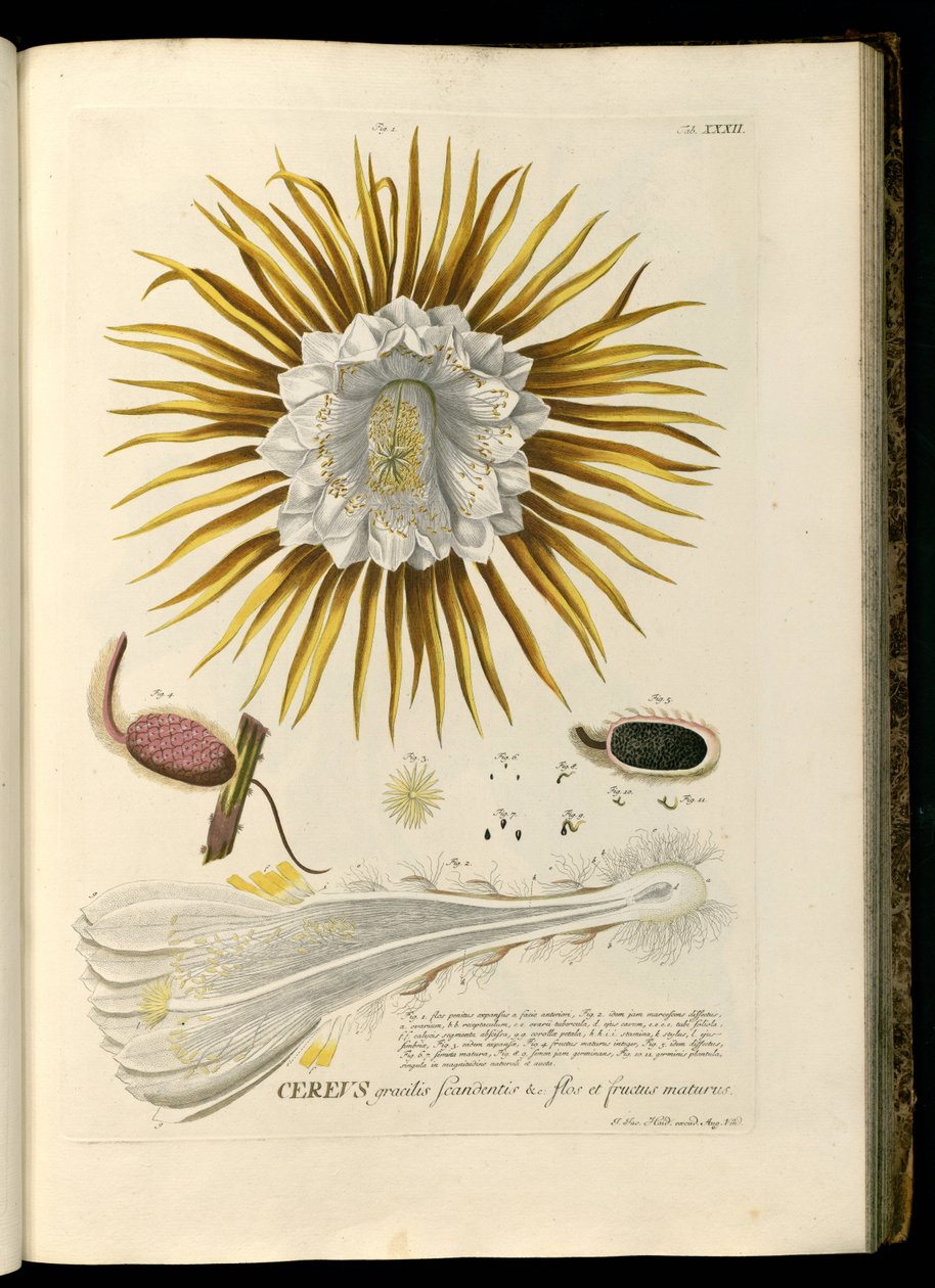 Selenicereus grandiflorus av Georg Dionysius Ehret