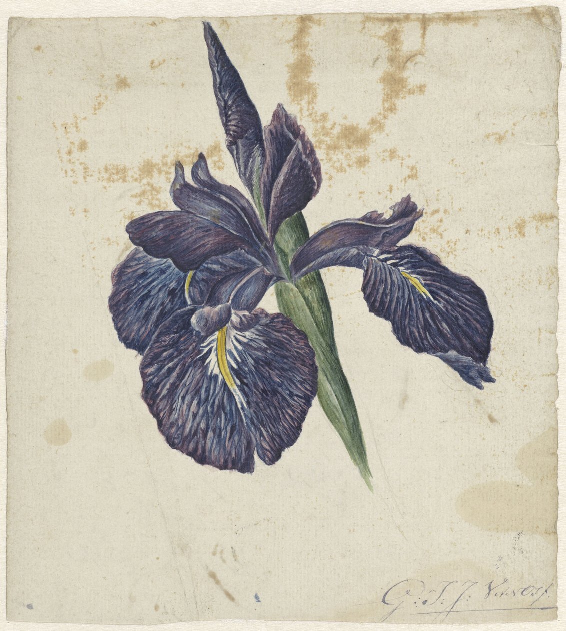 Iris av Georgius Jacobus Johannes van Os