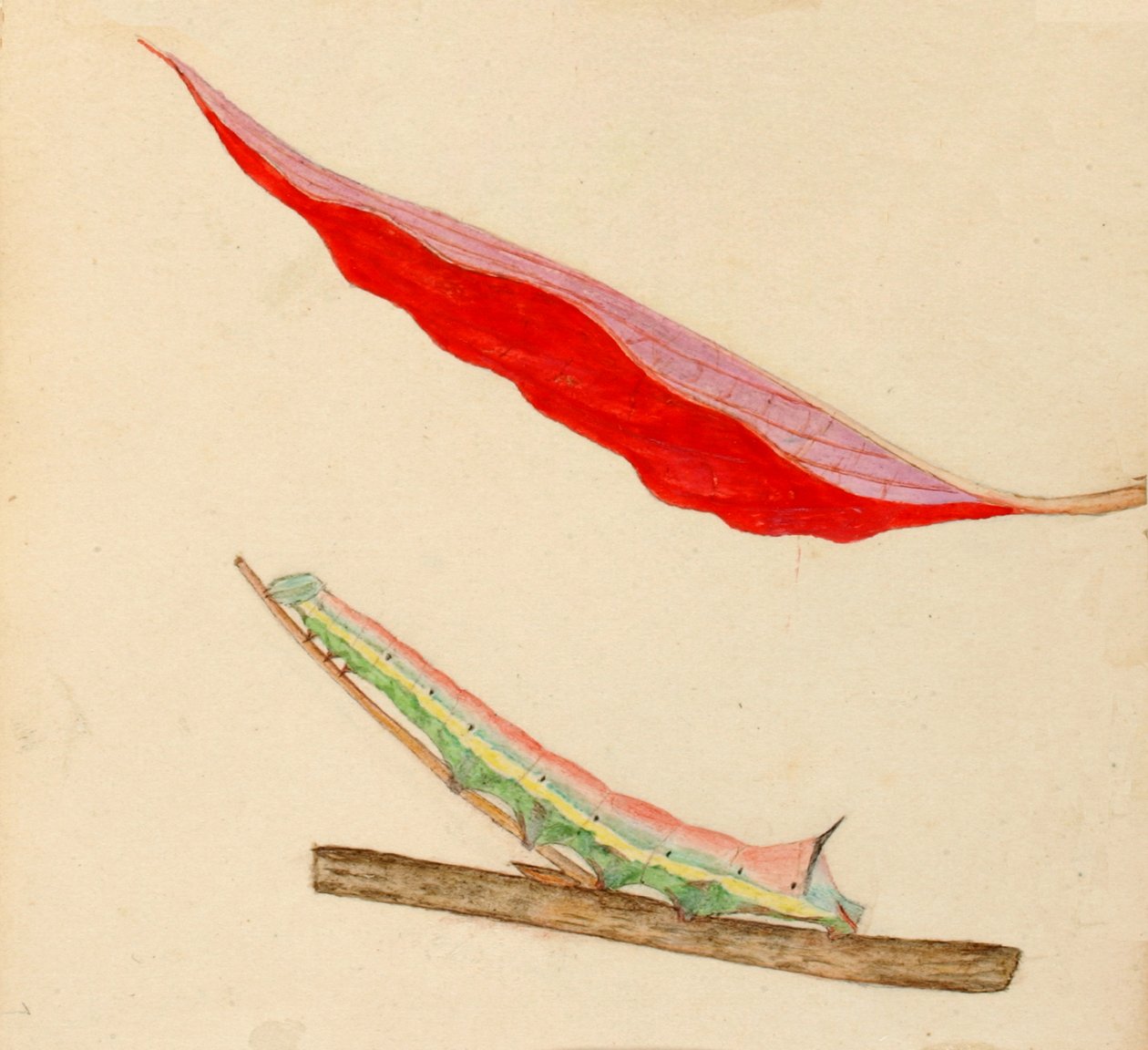 Mirror-Back Caterpillar..., tidlig på 1900-tallet. av Gerald H. Thayer