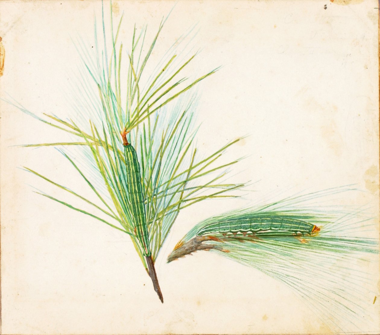 Pine-Tuft Caterpillar..., tidlig på 1900-tallet. av Gerald H. Thayer