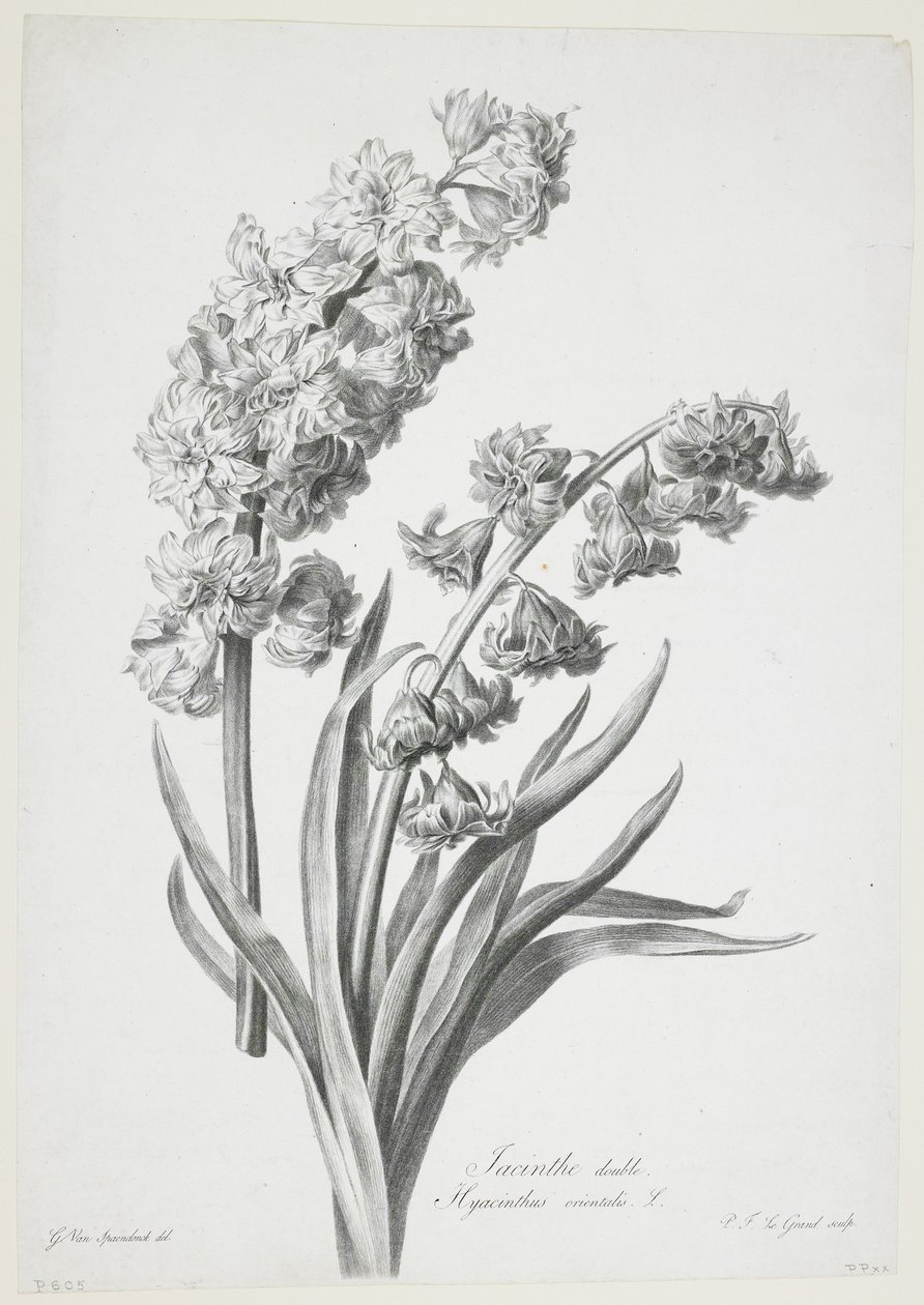 Double Hyacinth, fra Fleurs Dessinees d