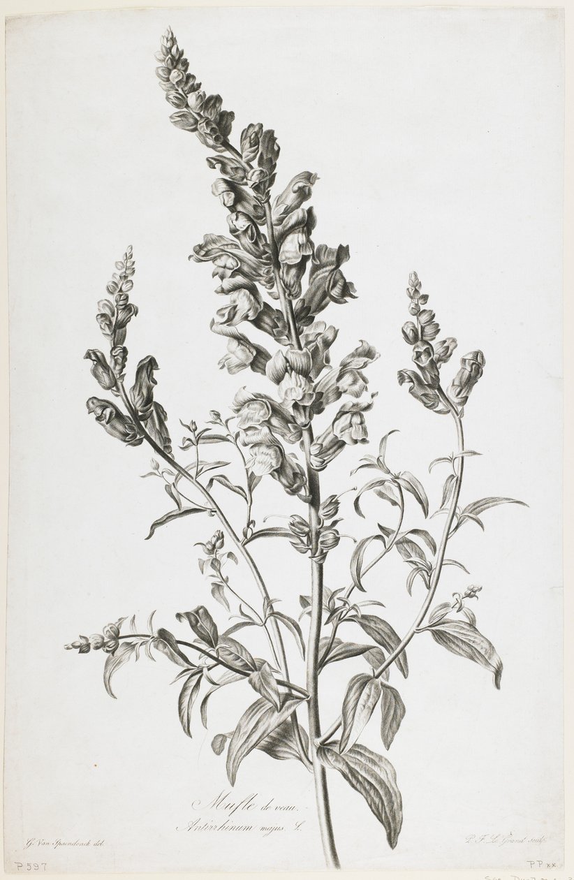 Kalvemuffe, fra Fleurs Dessinees d