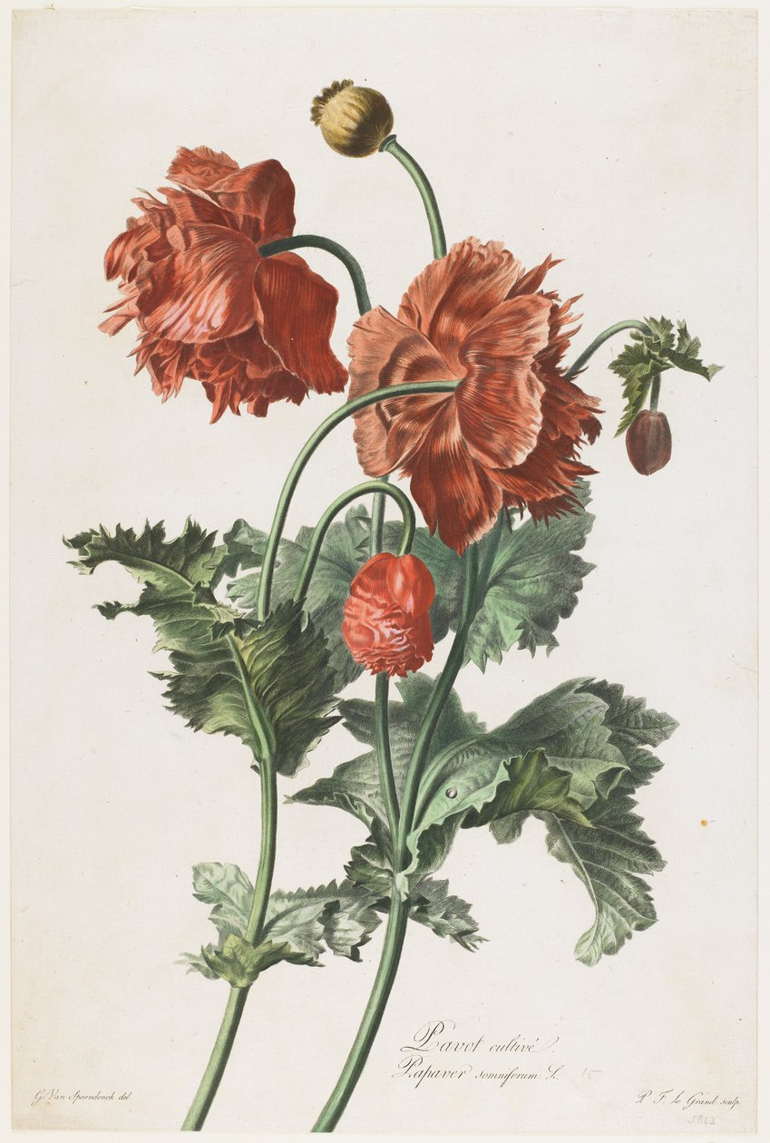Dyrket valmue, fra Fleurs Dessinees d