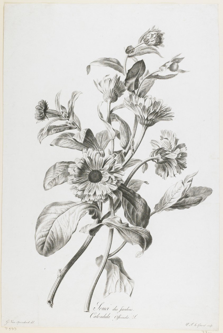Garden Marigold, fra Fleurs Dessinees d