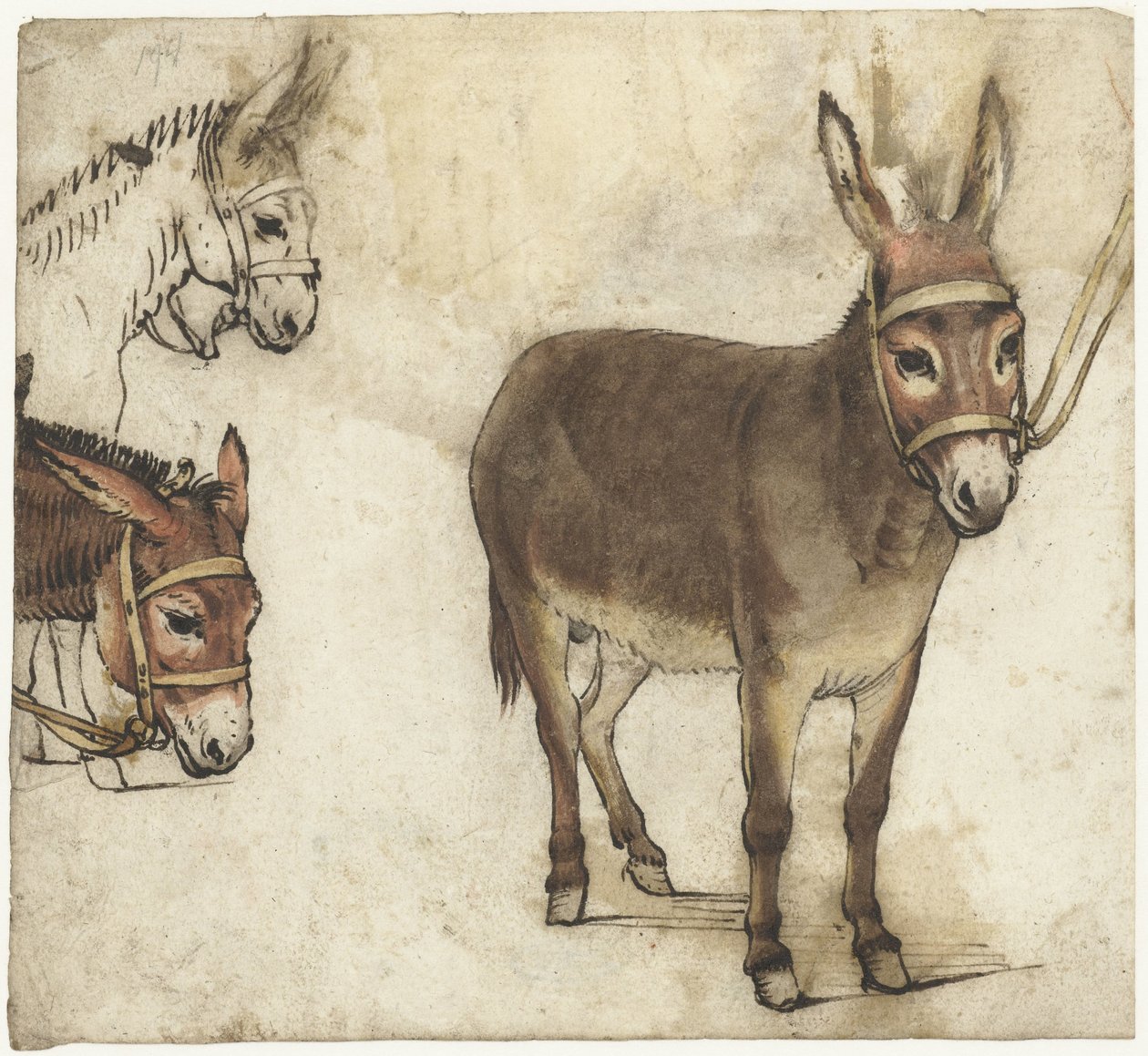 Studieark med esler av Gerard ter Borch (I)