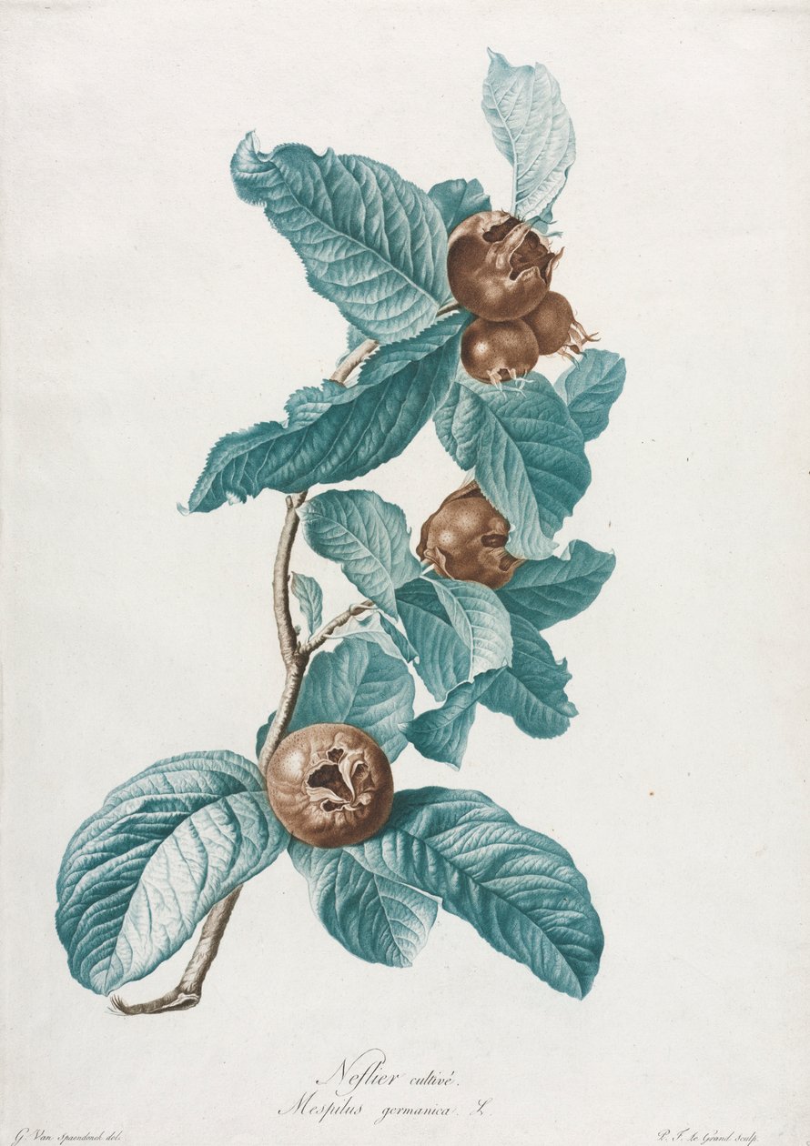 Kultivert medlar Mespilus germanica, ca. 1800. av Gerard van Spaendonck