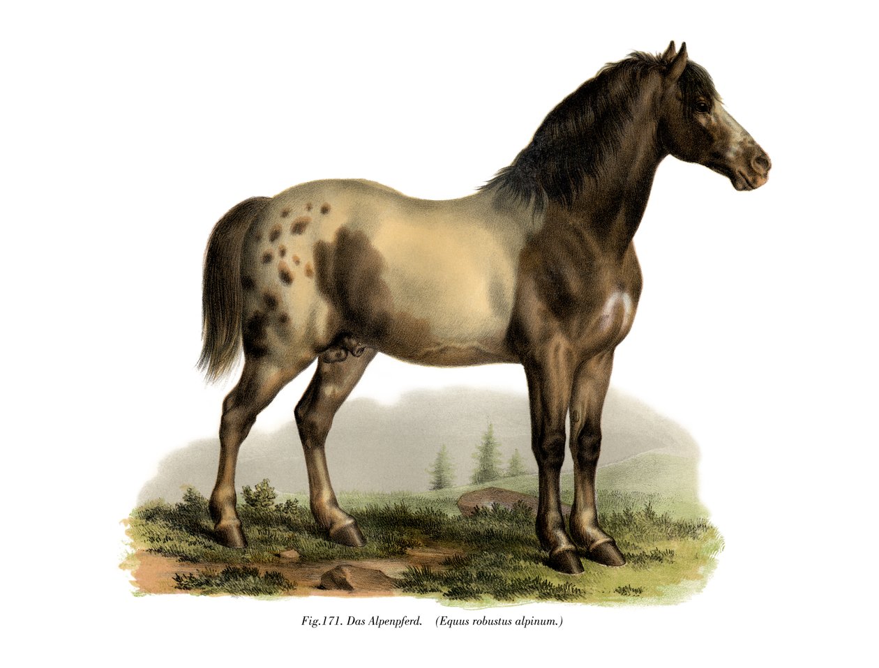 Alphest, 1860 av German School