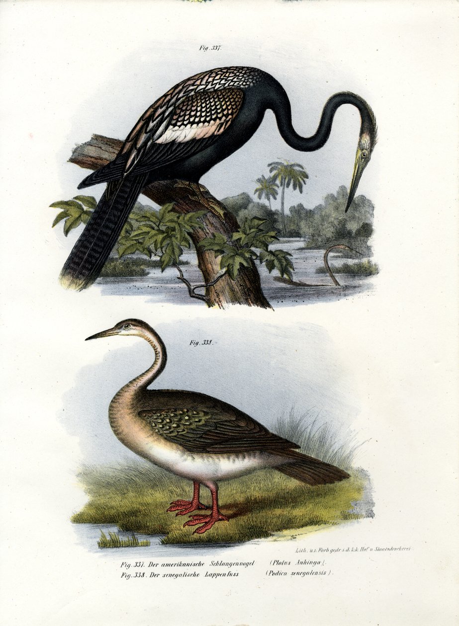 Anhinga, 1864 av German School