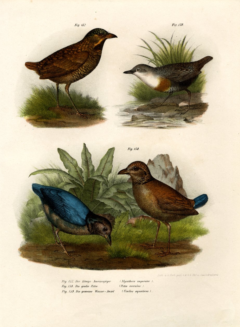 Antpitta, 1864 av German School