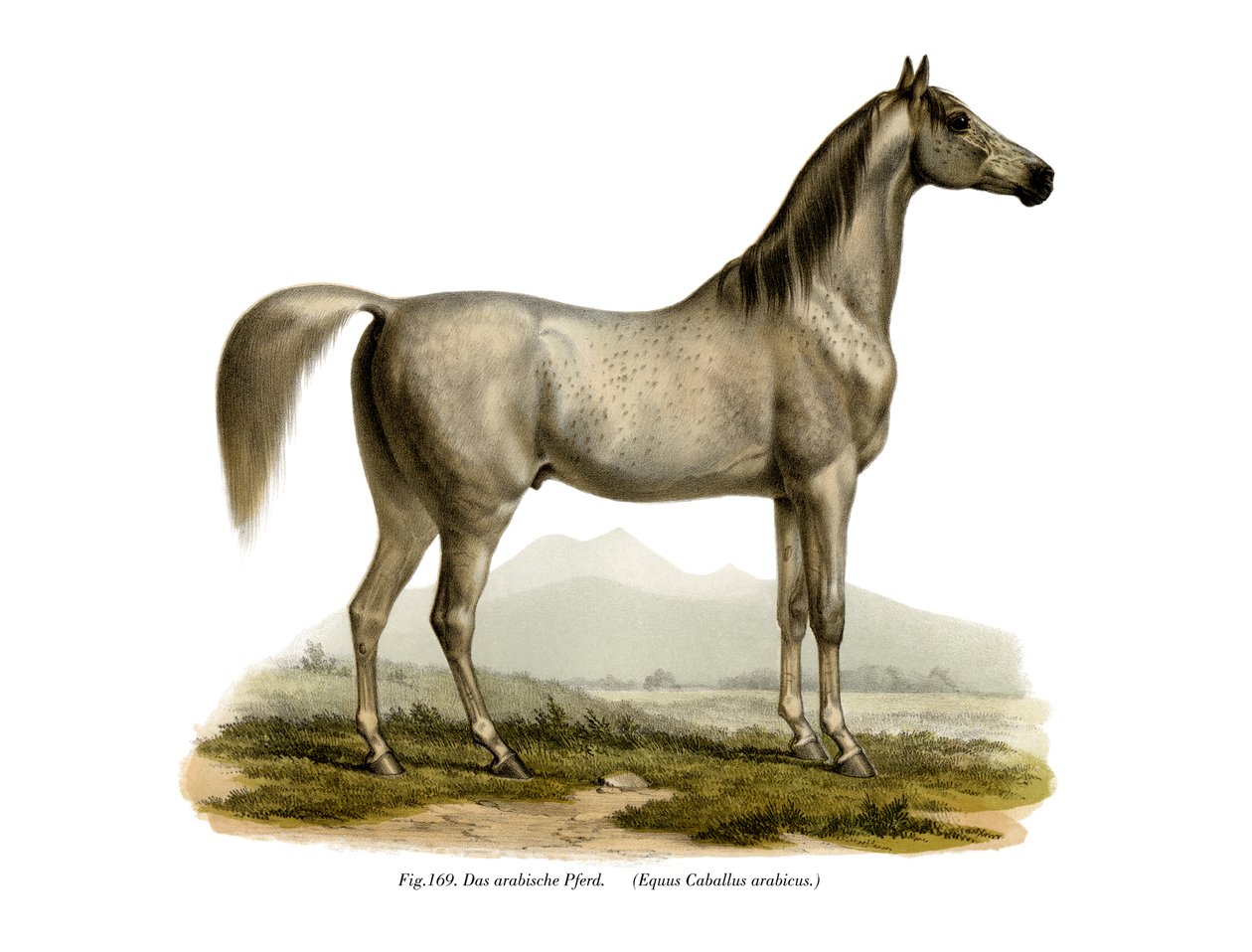 Arabisk hest, 1860 av German School