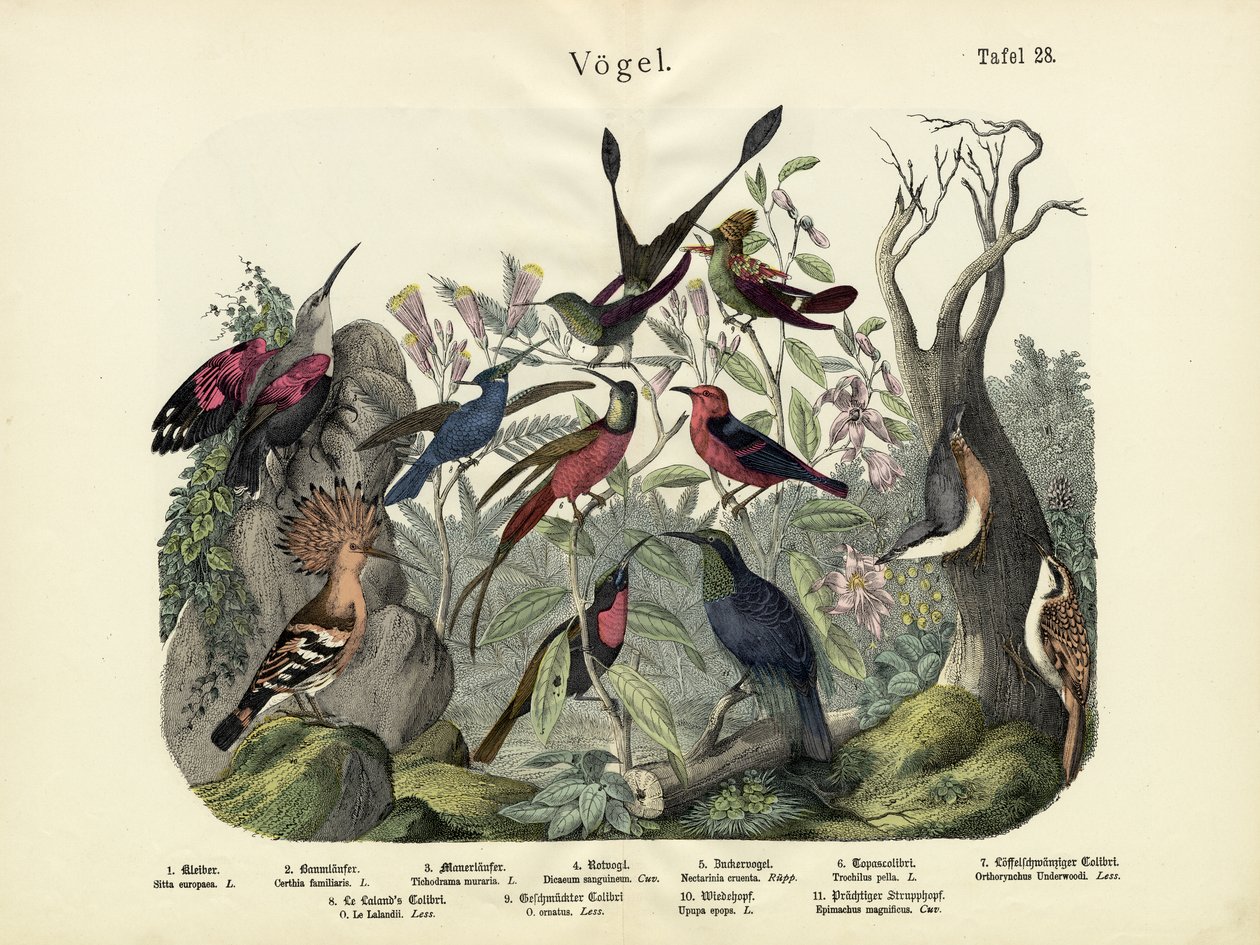 Fugler, ca. 1860 av German School
