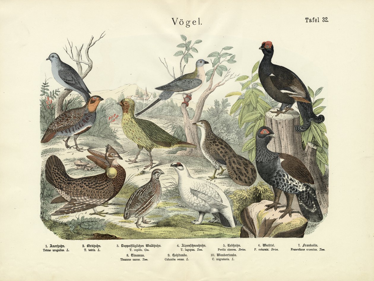Fugler, ca. 1860 av German School