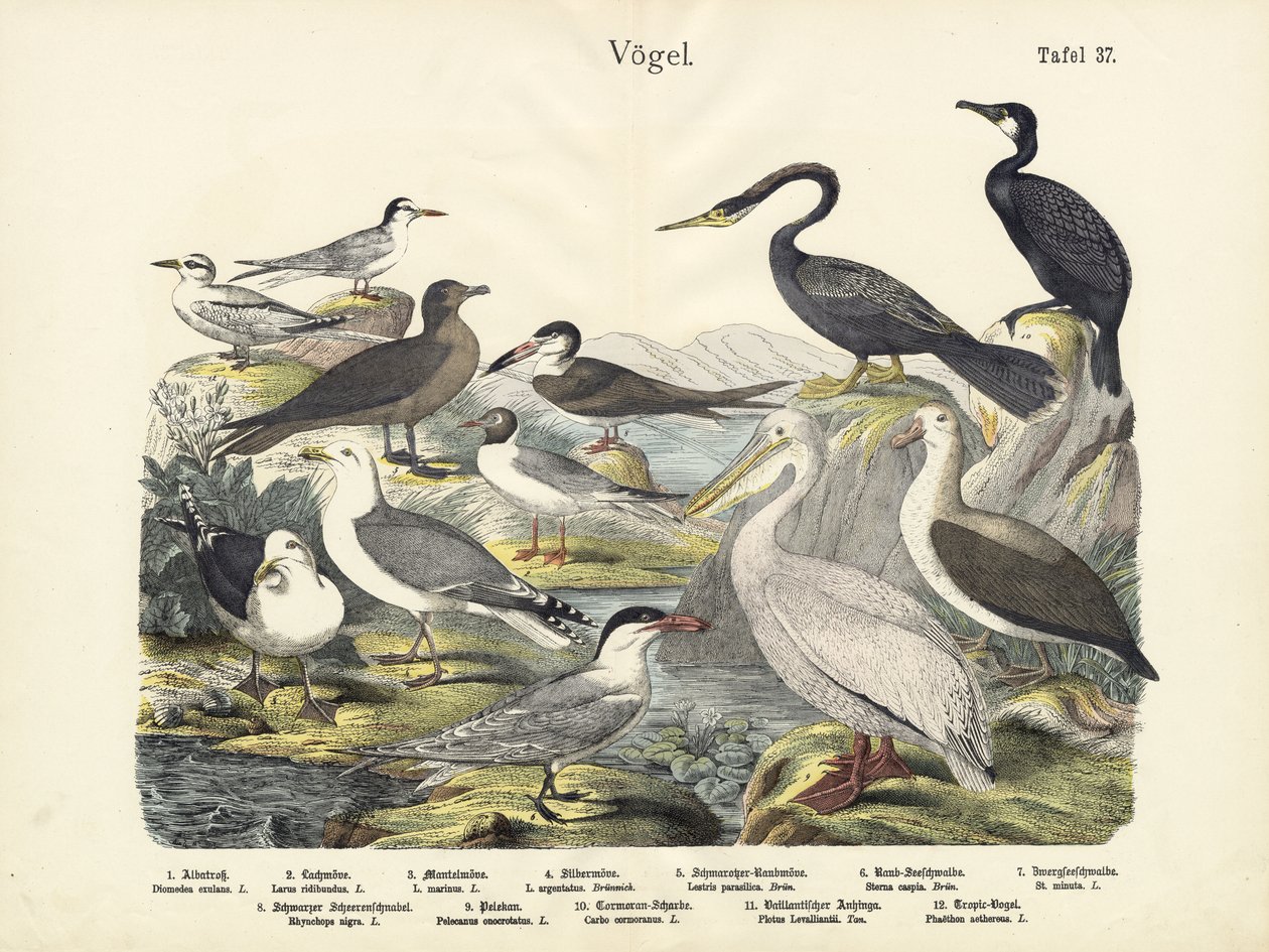 Fugler, ca. 1860 av German School