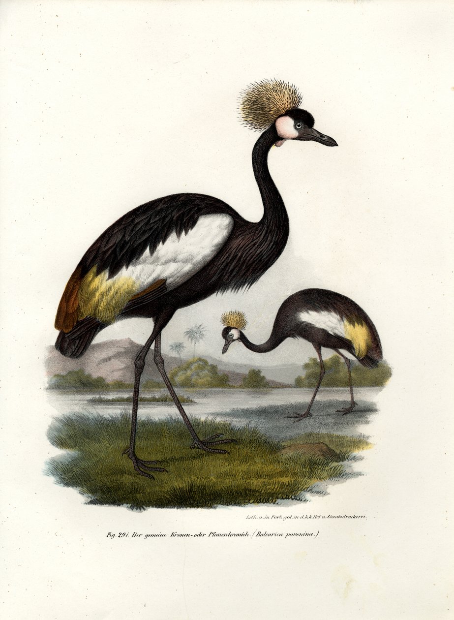 Svart kronet kran, 1864 av German School