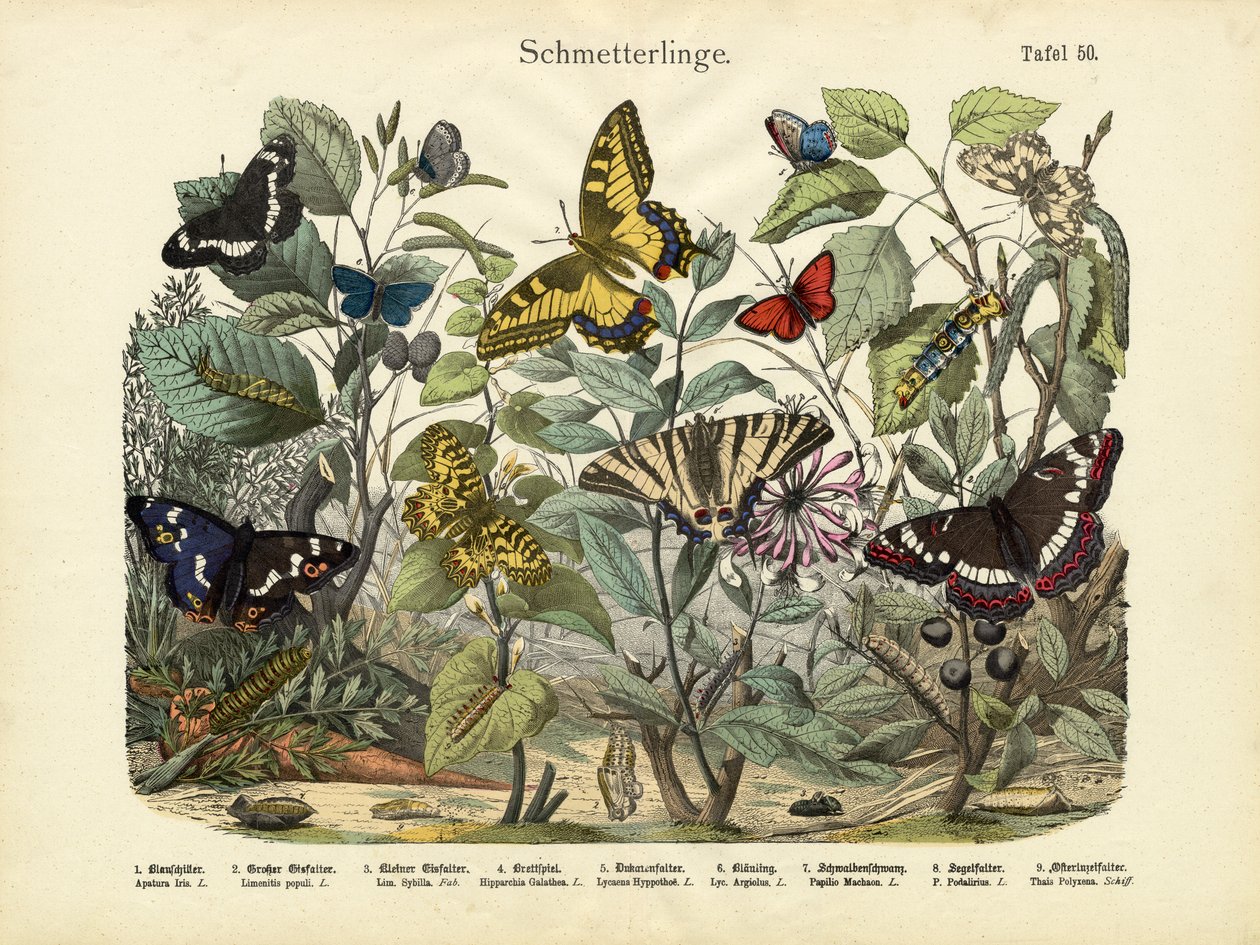 Sommerfugler, ca. 1860 av German School