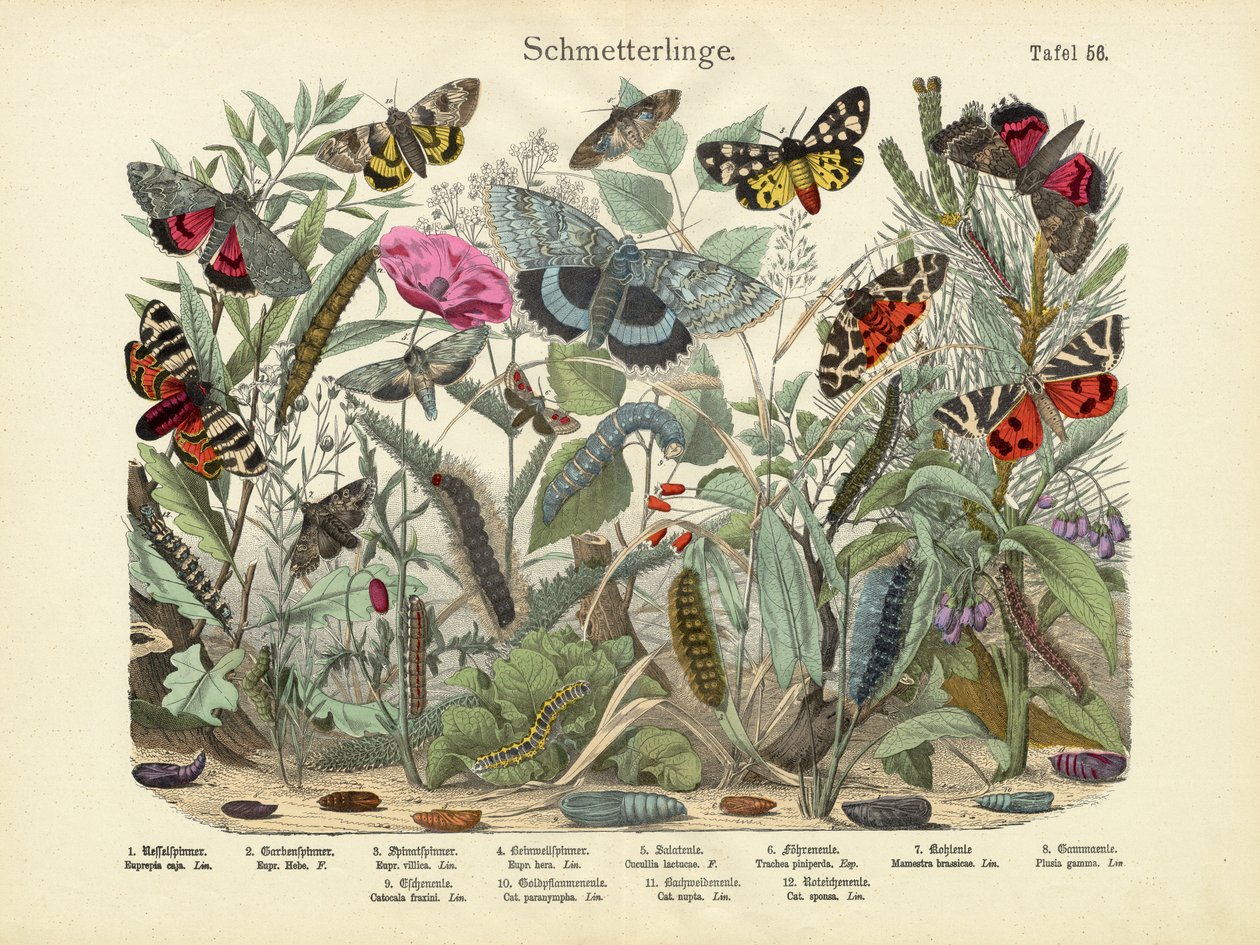 Sommerfugler, ca. 1860 av German School