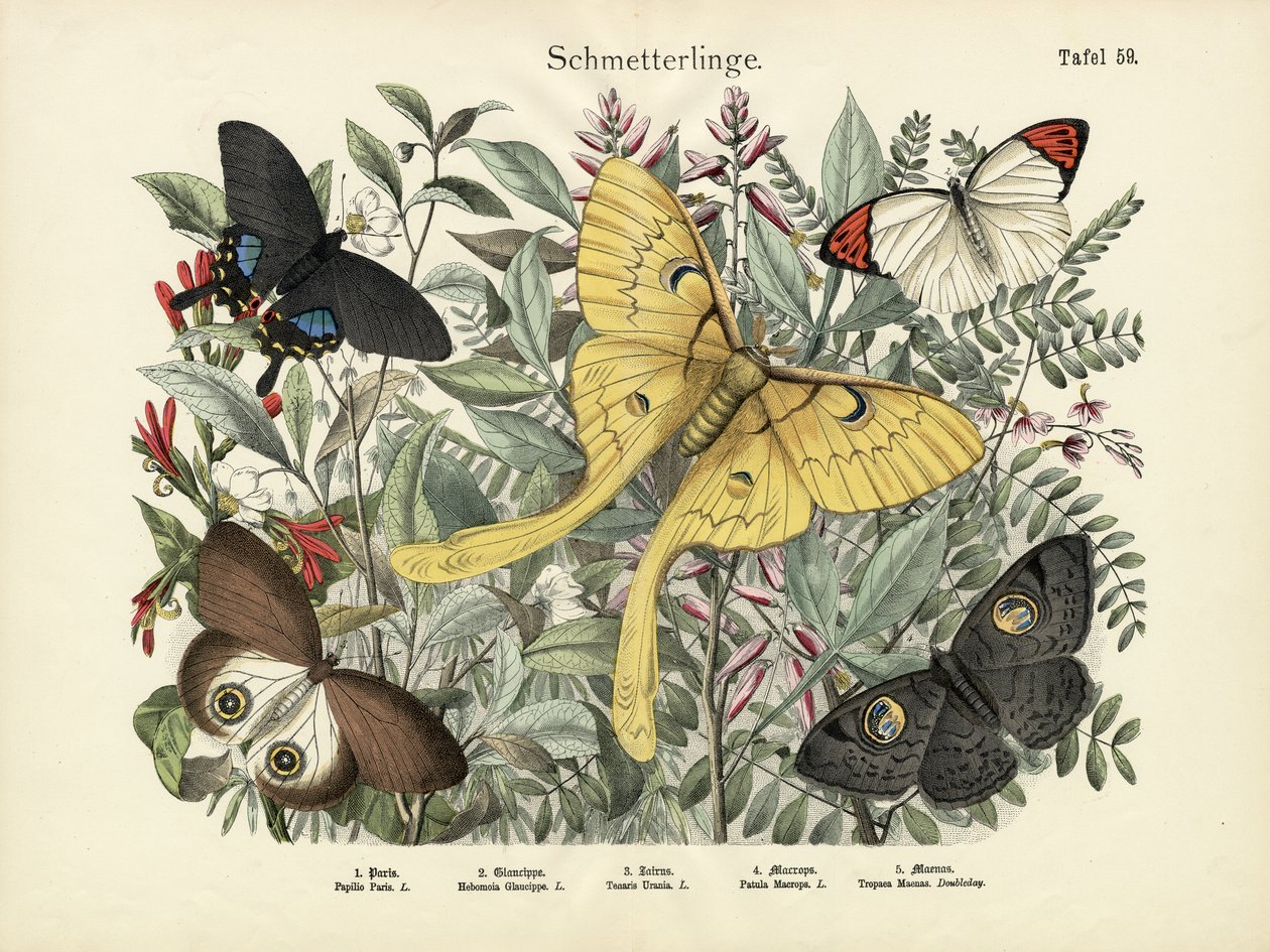Sommerfugler, ca. 1860 av German School