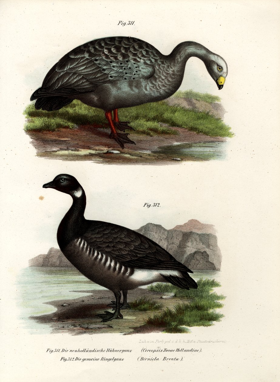 Cereopsis Goose, 1864 av German School