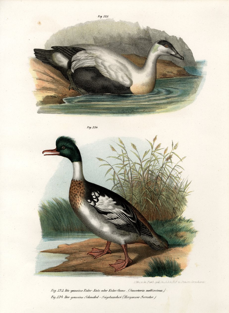 Ærfugl, 1864 av German School