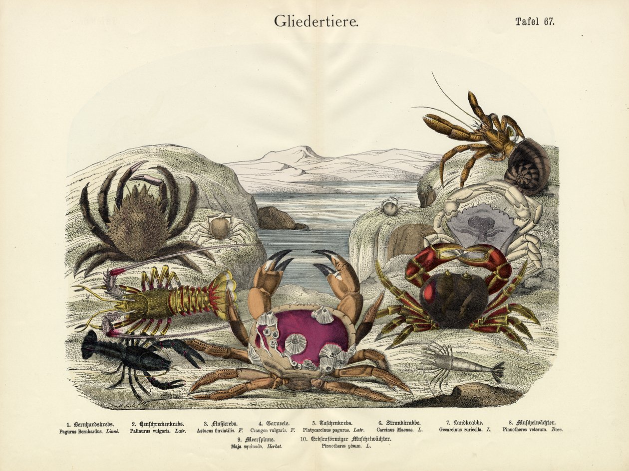 Krabber, ca. 1860 av German School