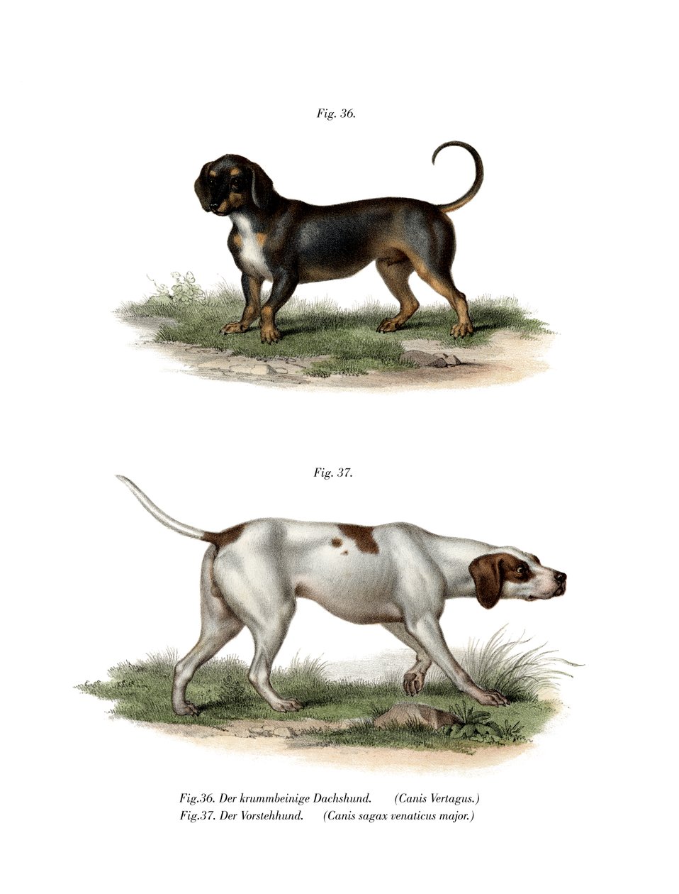 Dachshund, 1860 av German School