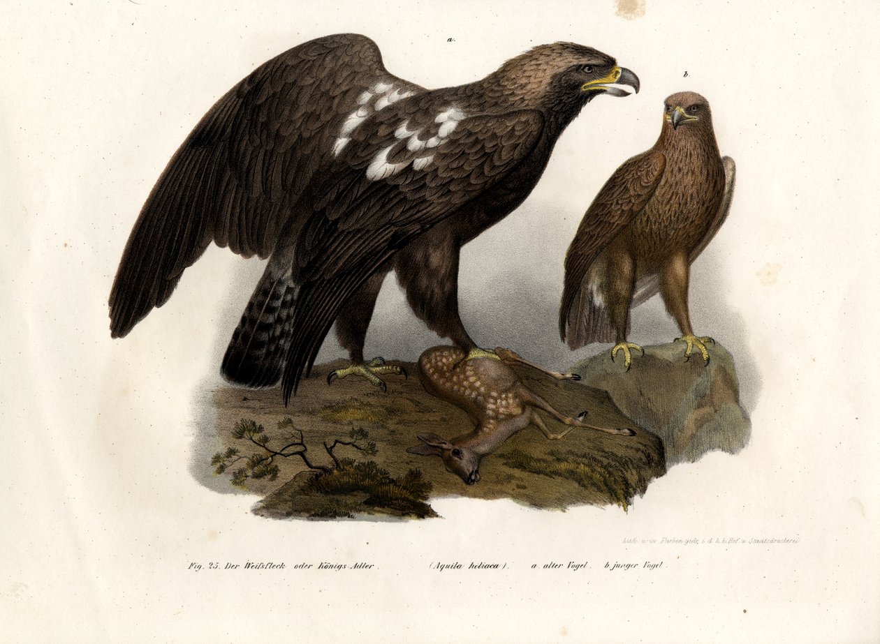 Eastern Imperial Eagle, 1864 av German School