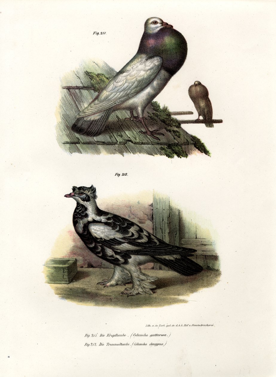 Engelsk Cropper, 1864 av German School