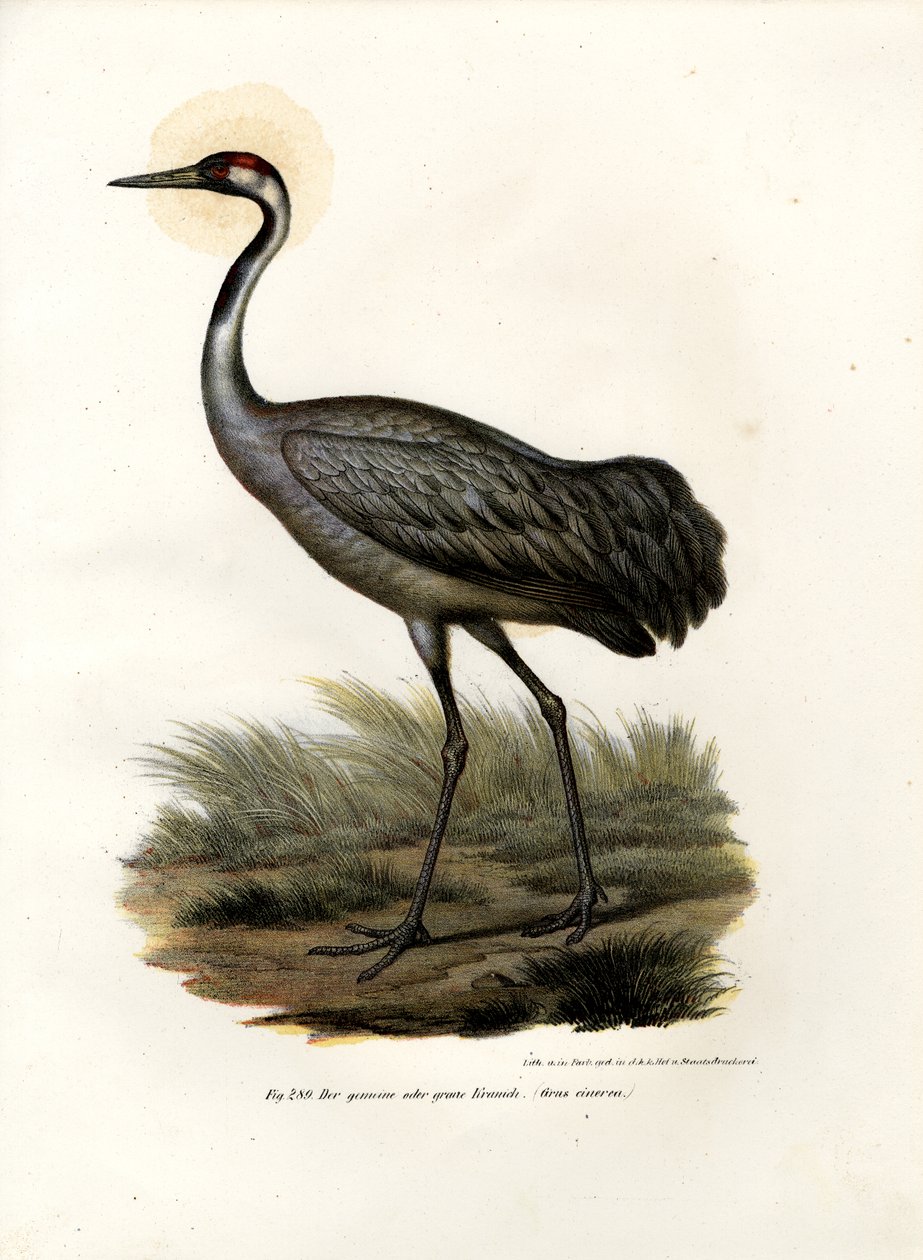 Eurasisk trane, 1864 av German School
