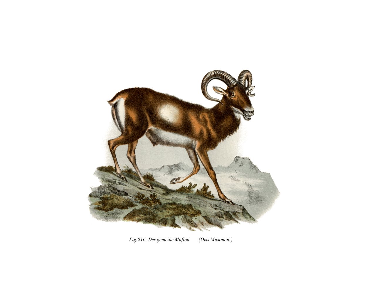 Europeisk Mouflon, 1860 av German School