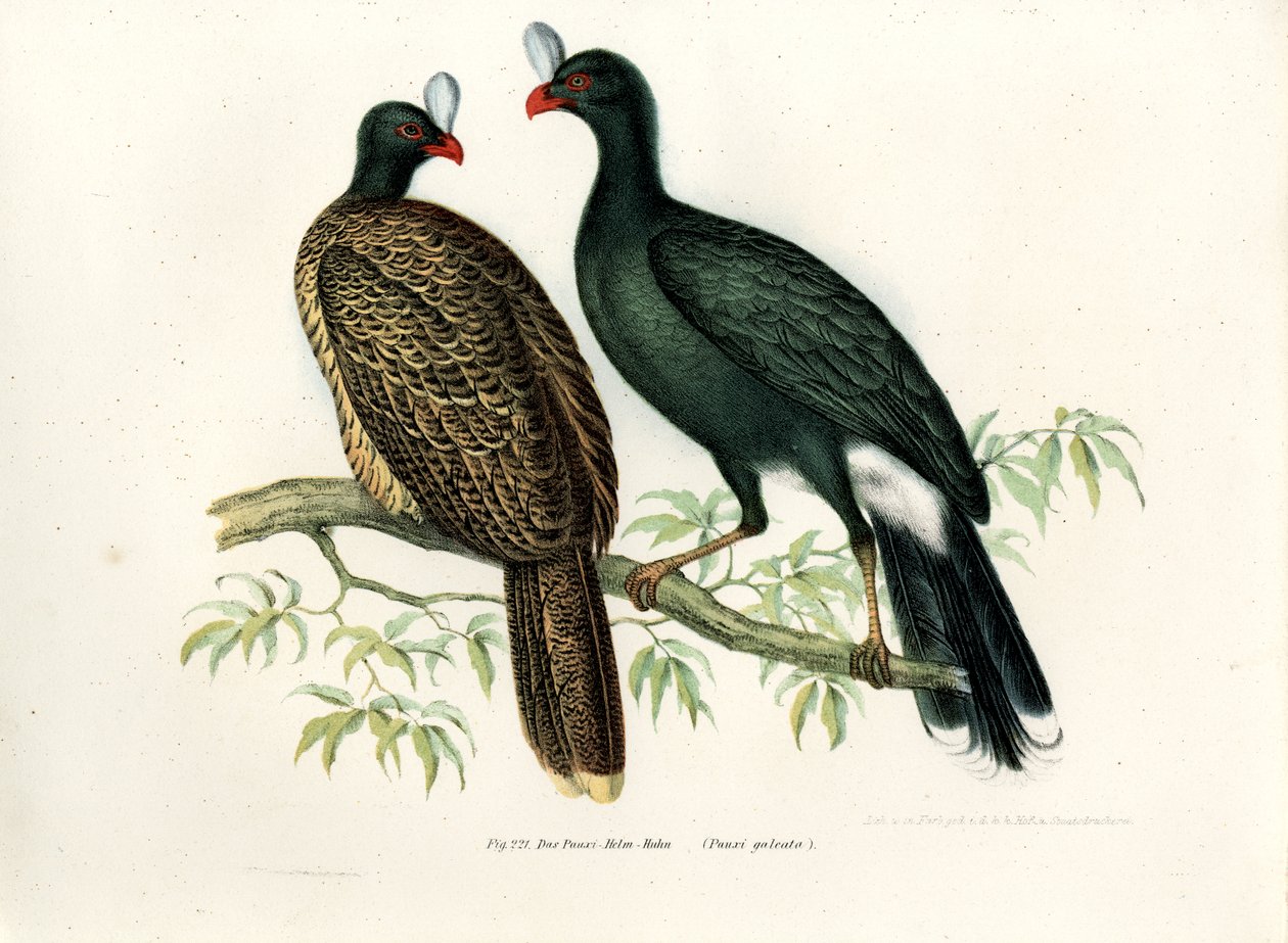 Galeated Curassow, 1864 av German School